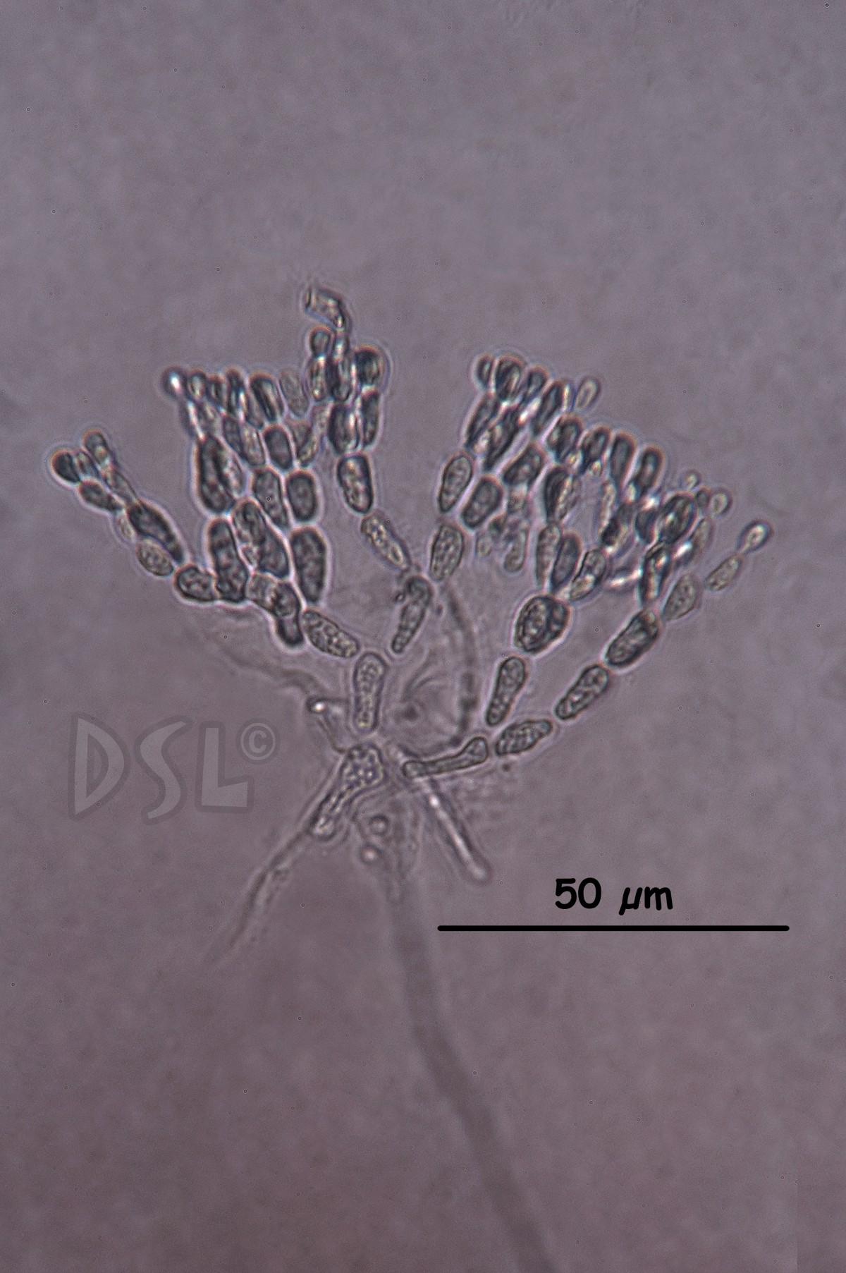Nemastomataceae image