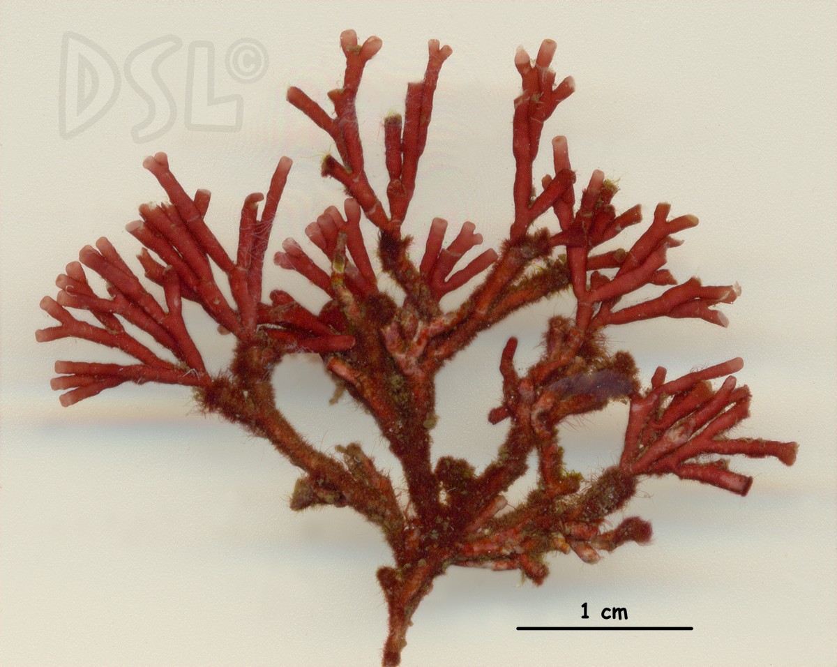 Galaxauraceae image