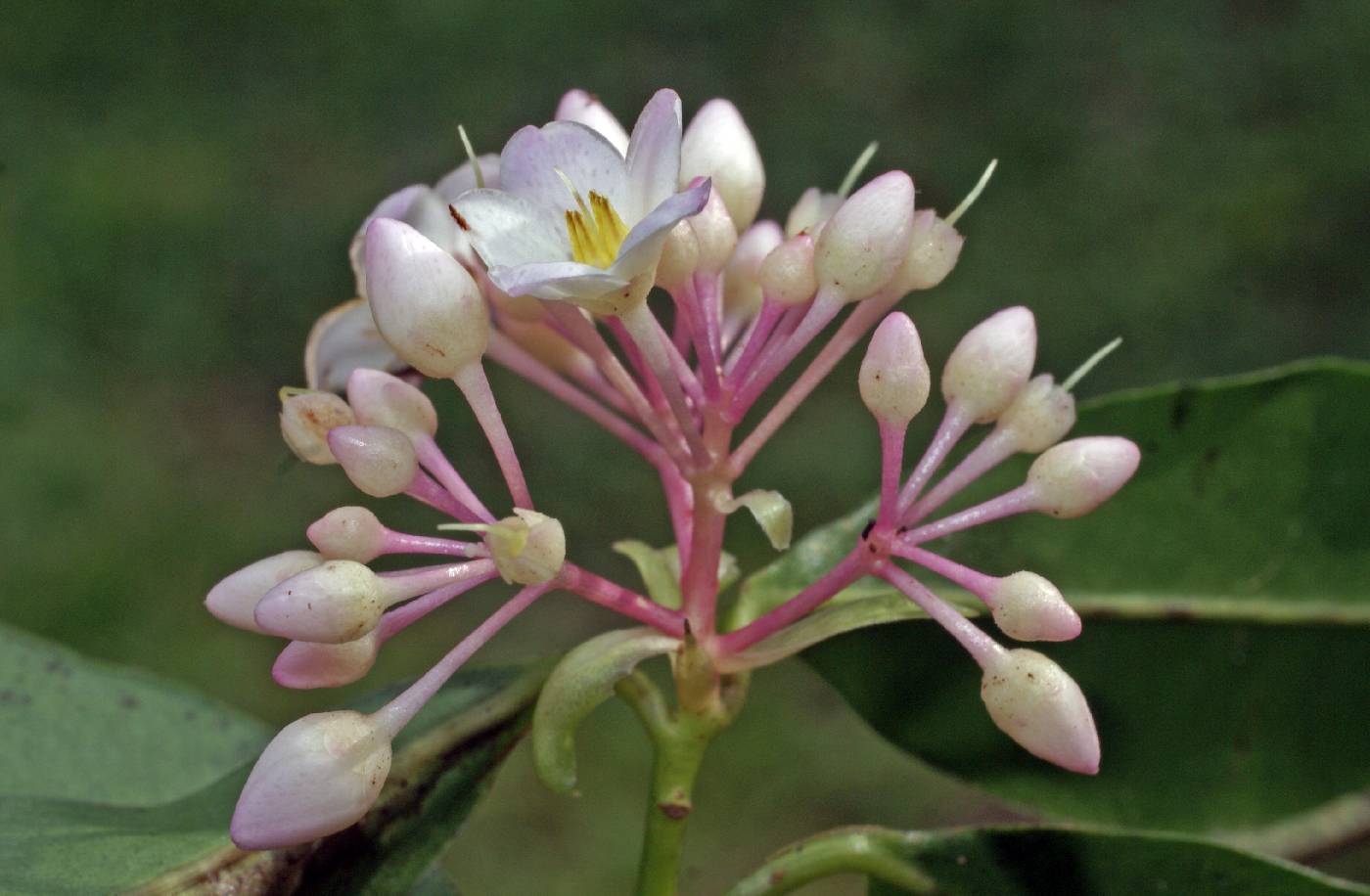 Myrsinaceae image