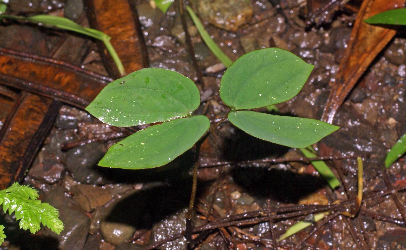Bauhinia reflexa image