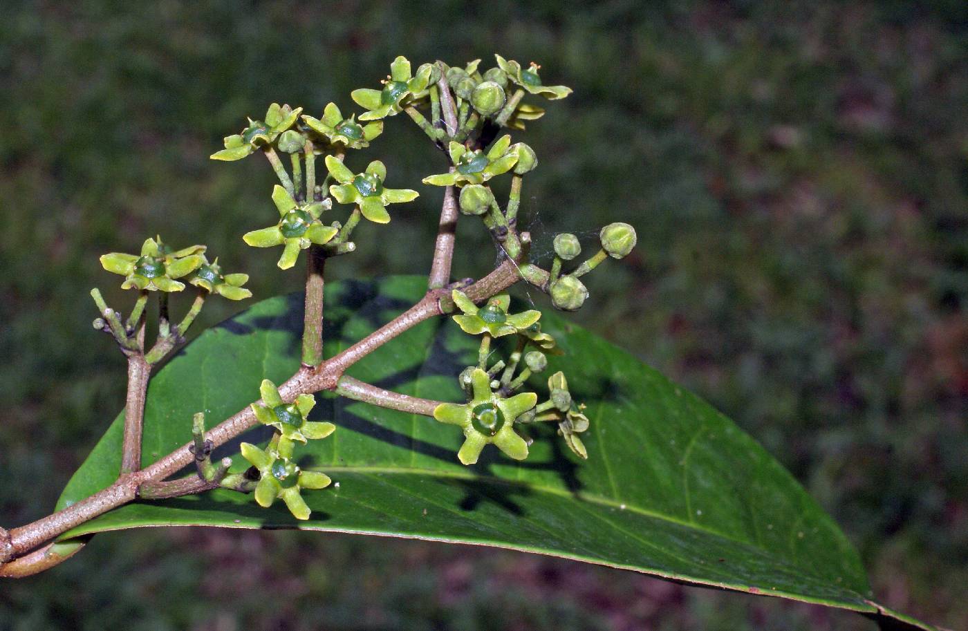 Hippocrateaceae image