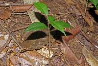 Image of Protium panamense