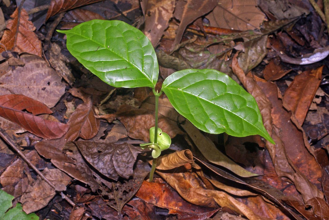 Callichlamys latifolia image