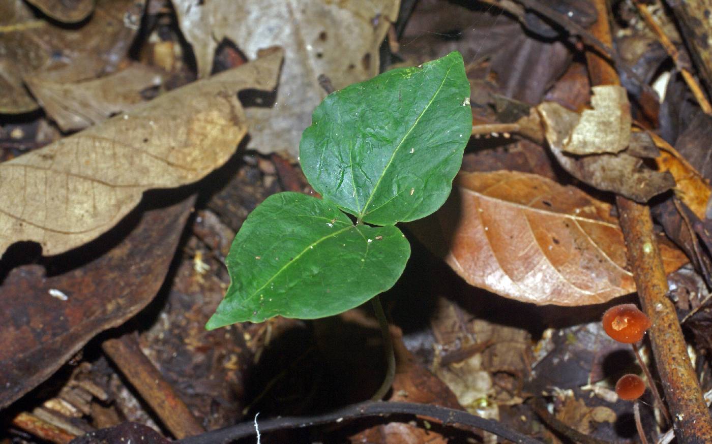 Capparaceae image