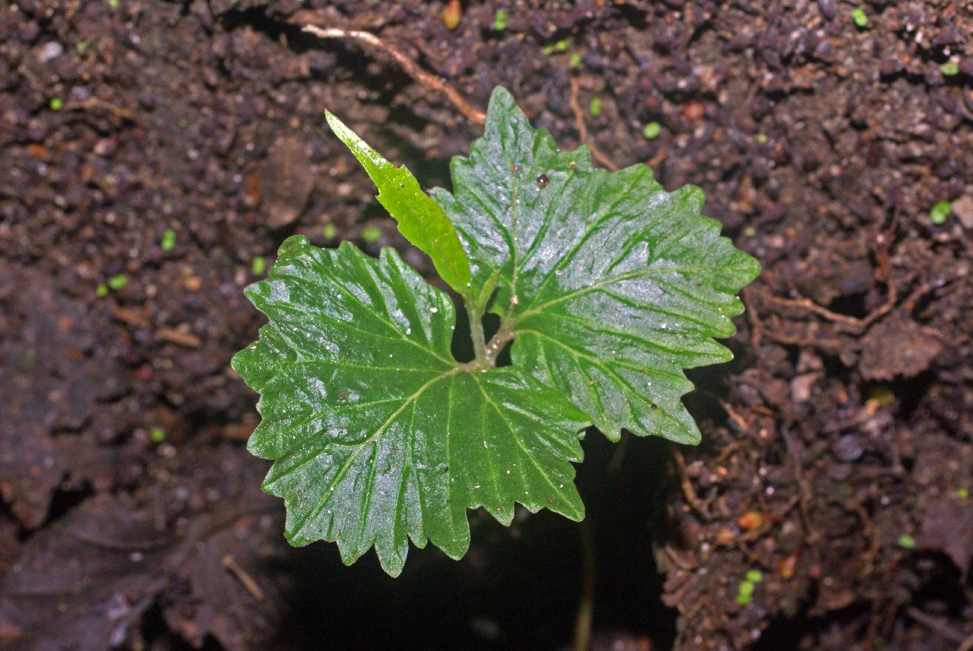 Cordiaceae image