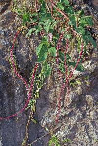 Image of Phytolacca rivinoides