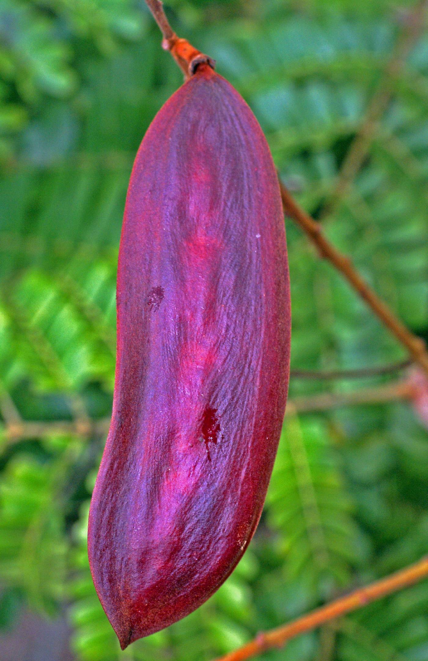 Peltophorum pterocarpum image