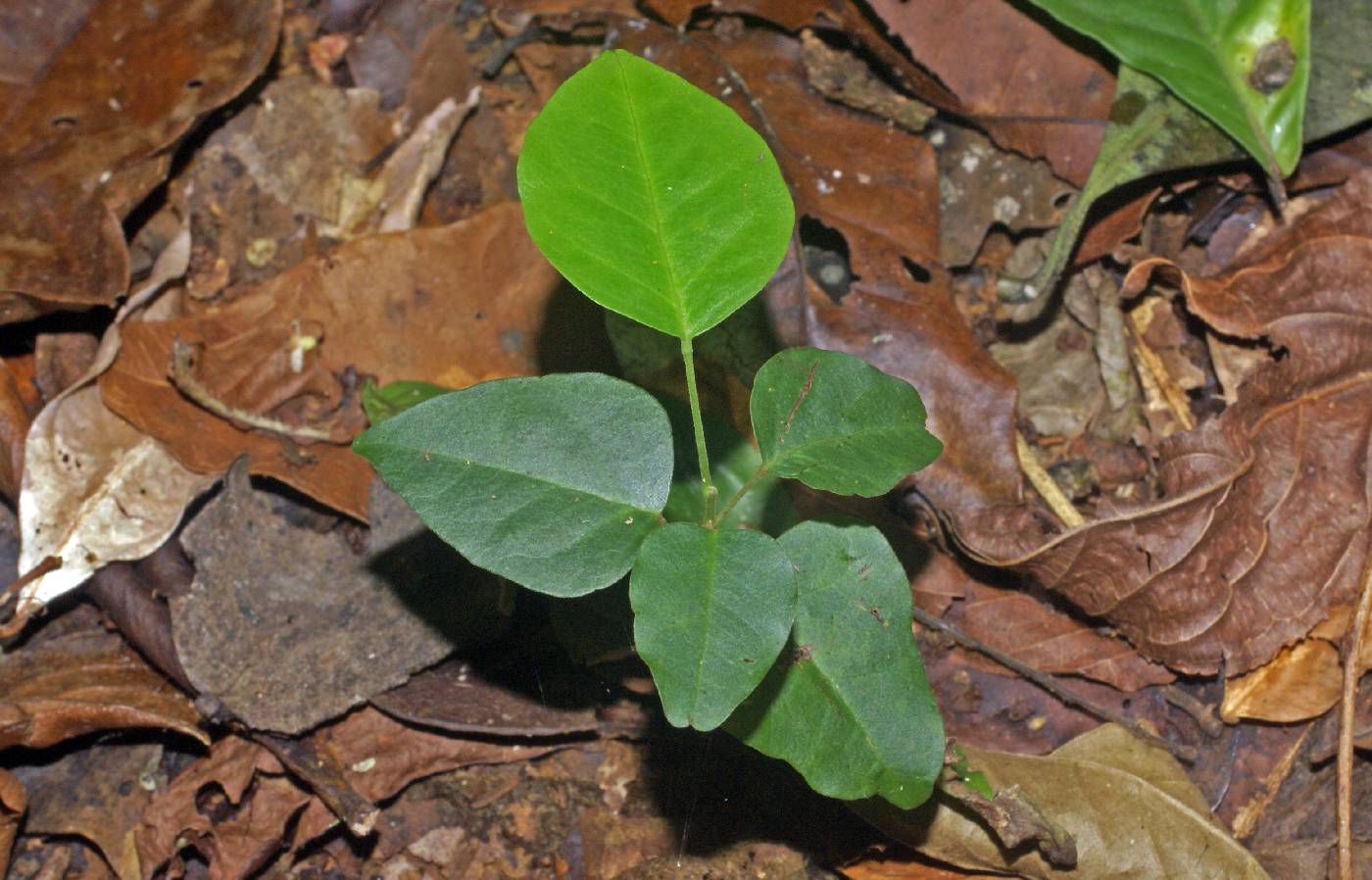 Picramniaceae image