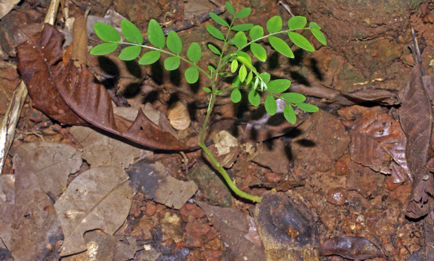 Platypodium elegans image