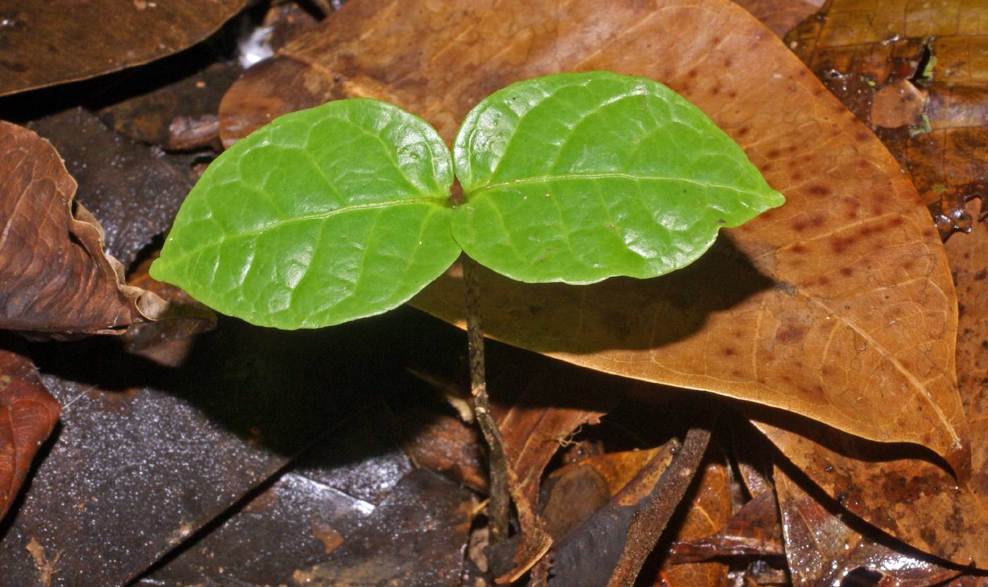 Annonaceae image