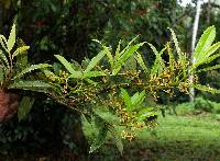 Image of Virola multiflora