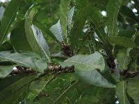 Image of Ficus cahuitensis