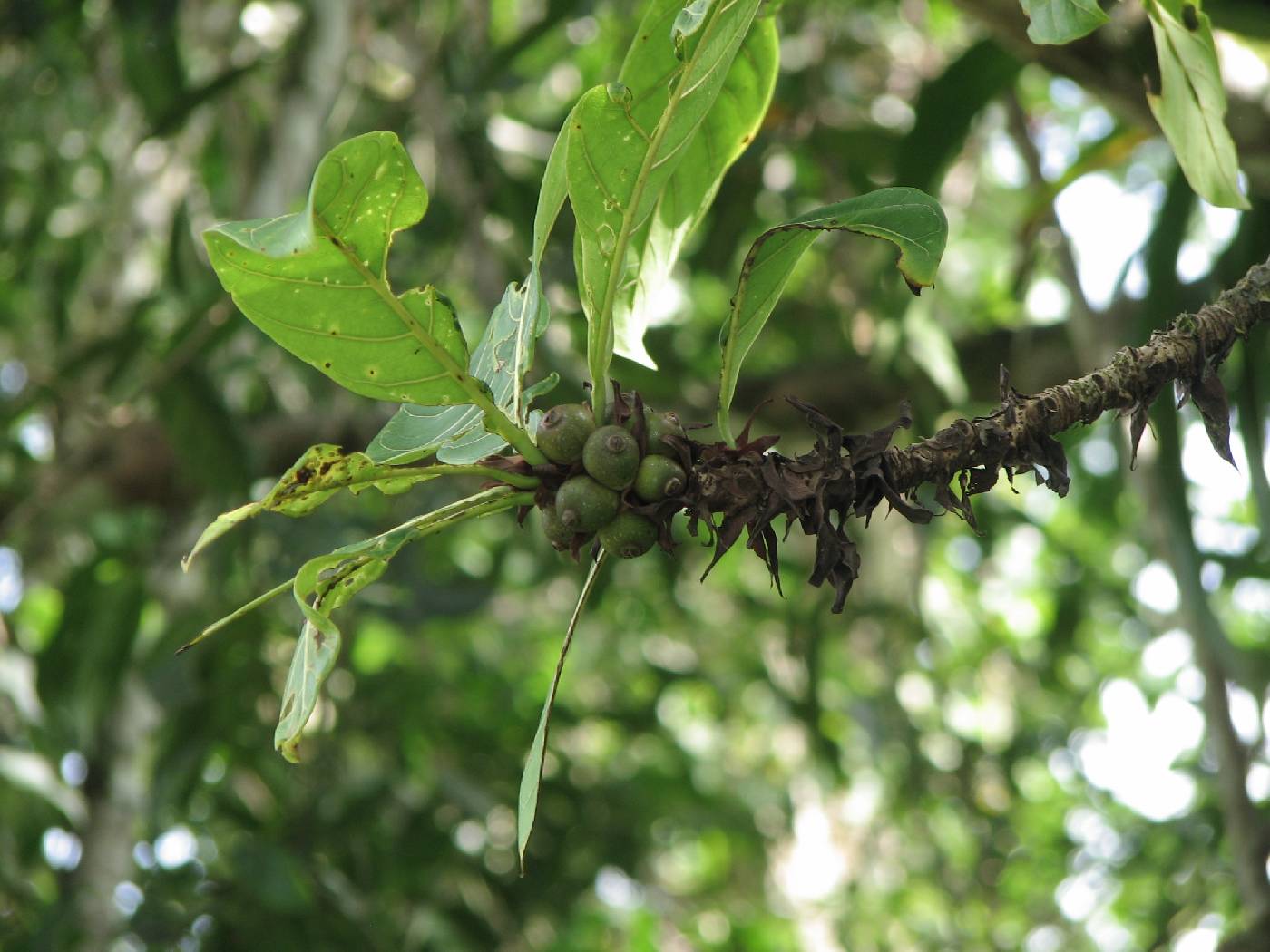 Ficus cahuitensis image