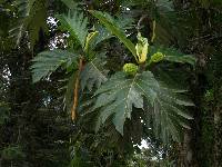 Image of Artocarpus communis