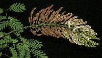 Entadopsis polystachya image