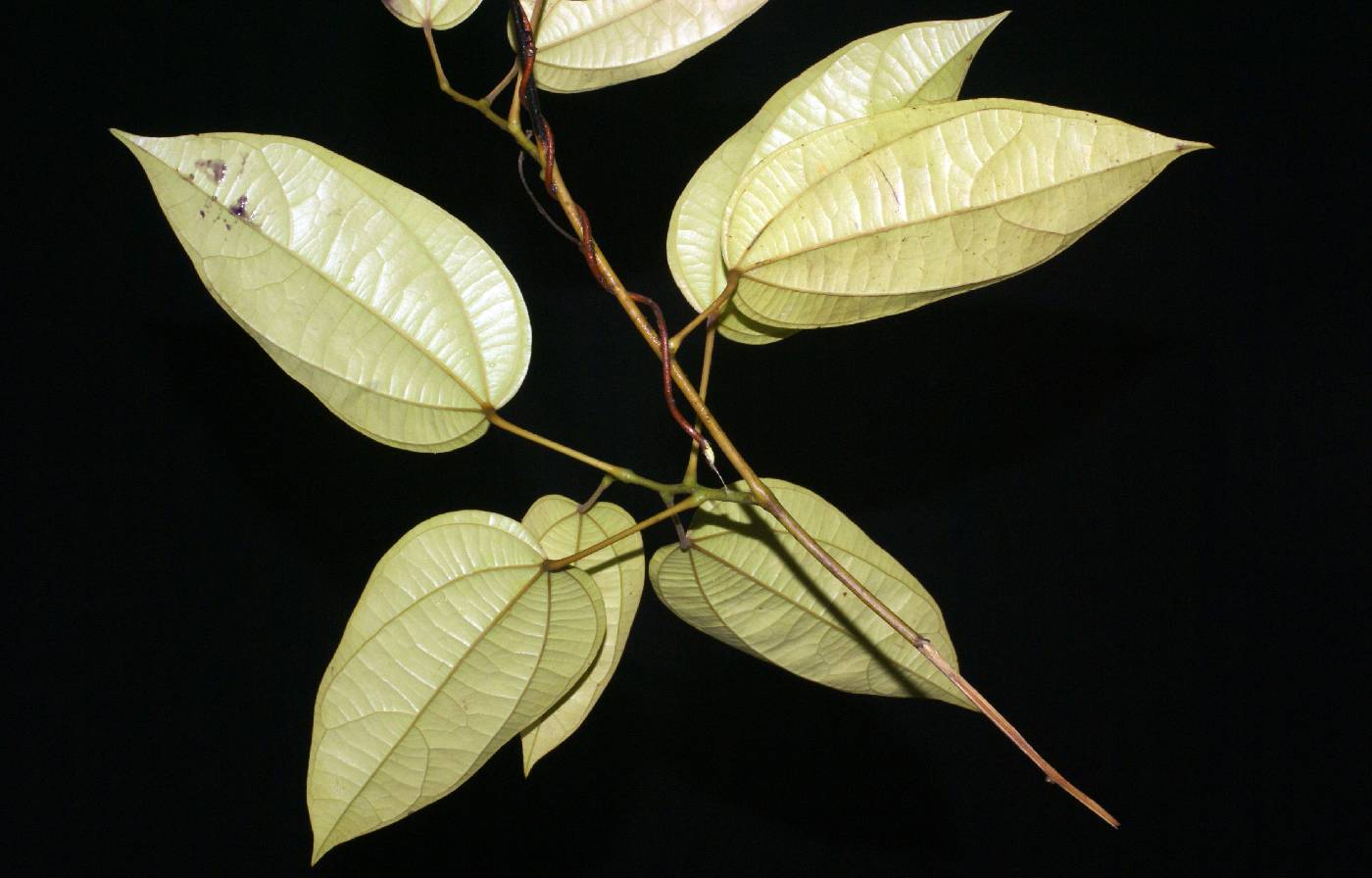 Menispermaceae image