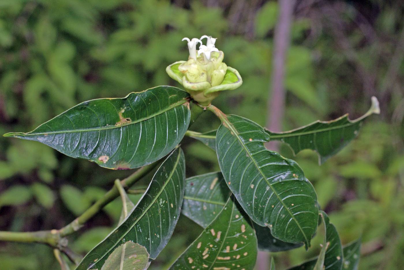 Psychotria glomerulata image