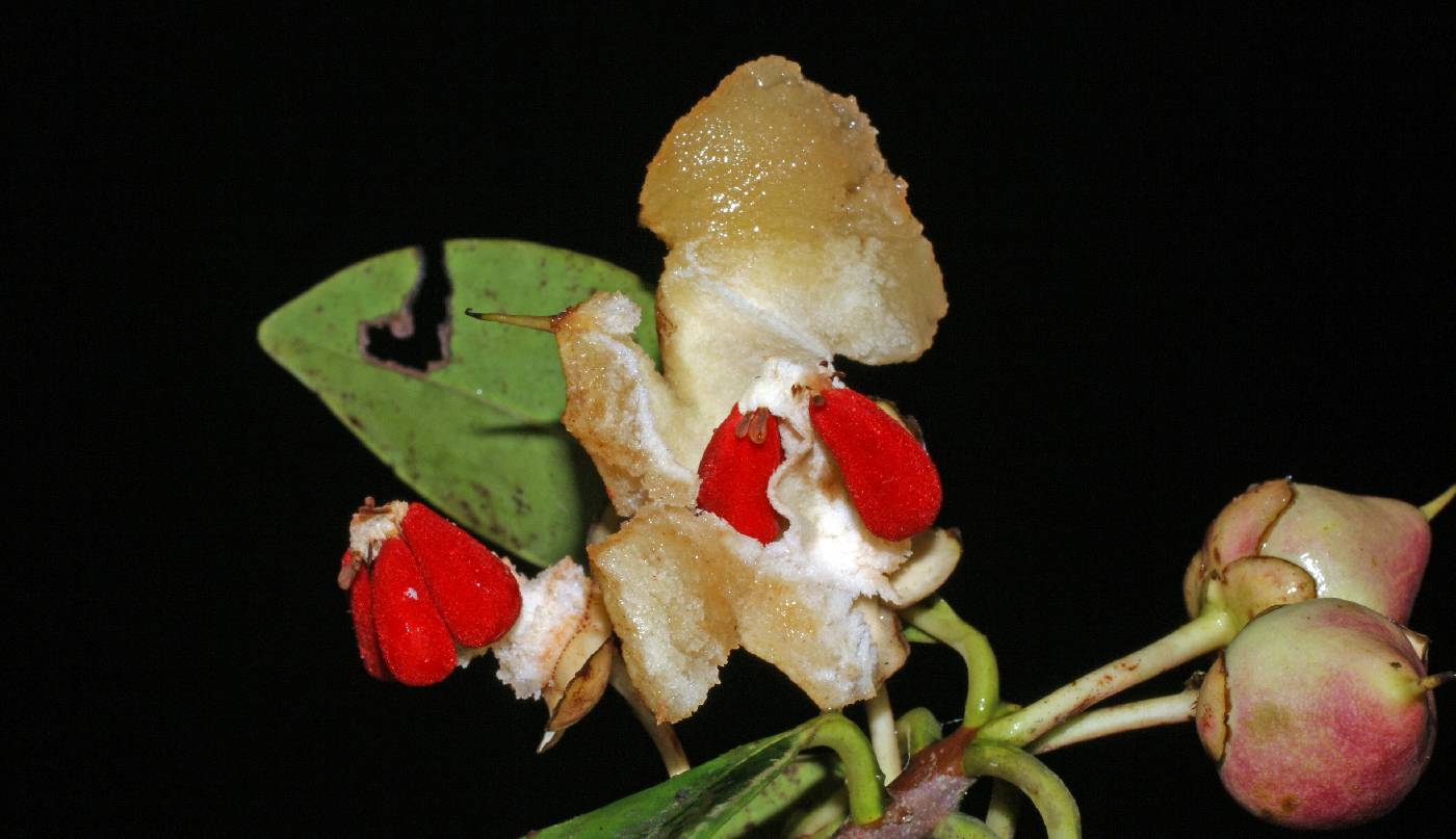 Theaceae image