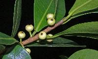 Image of Ficus americana