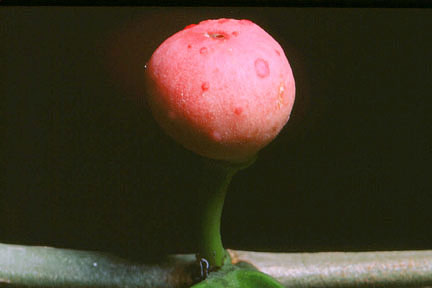 Moraceae image