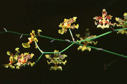 Orchidaceae image