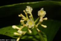Image of Palicourea acuminata