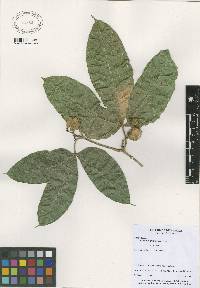 Cayaponia granatensis image