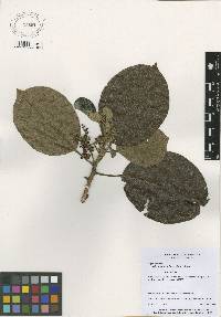 Image of Hieronyma alchorneoides