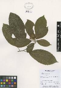 Image of Hasseltia floribunda
