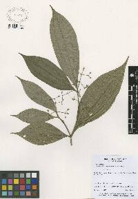 Image of Conostegia cinnamomea