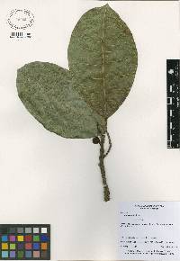 Image of Ficus tonduzii