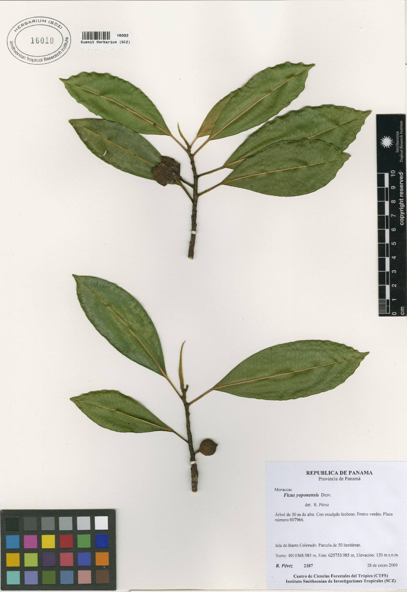 Ficus yoponensis image