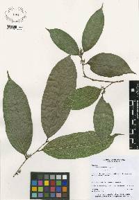Image of Trophis racemosa