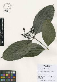 Faramea occidentalis image