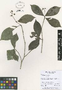 Image of Psychotria horizontalis