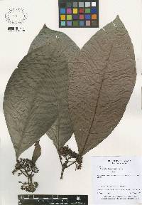 Image of Psychotria limonensis