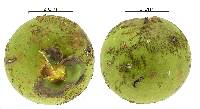 Acrocomia aculeata image