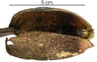 Image of Aristolochia tonduzii