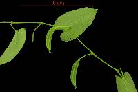 Aristolochia inflata image