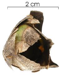 Image of Attalea butyracea