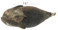 Attalea butyracea image