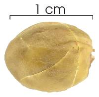 Bunchosia nitida image
