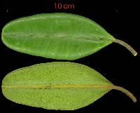 Calophyllum longifolium image