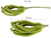 Image of Cecropia longipes