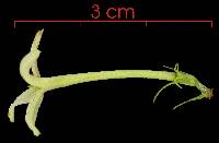 Chomelia psilocarpa image