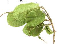 Coccoloba acuminata image