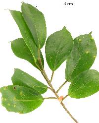 Image of Ficus costaricana