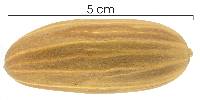Gnetum leyboldii image