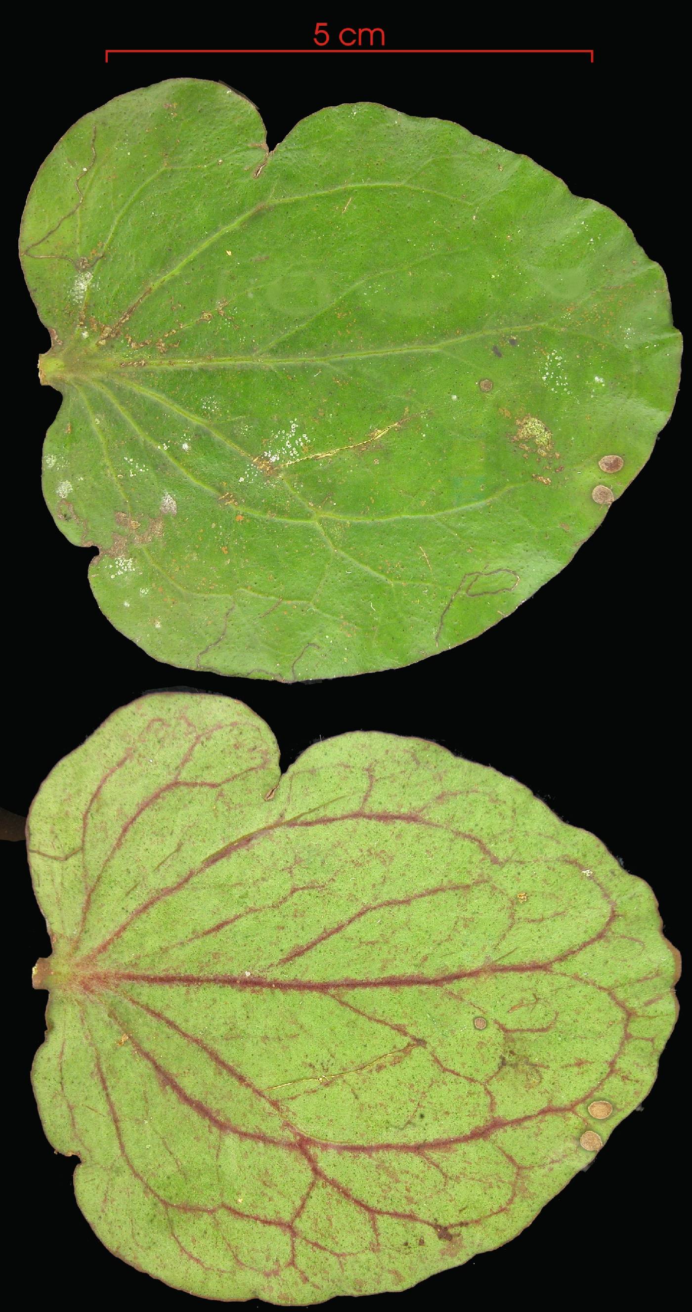 Oryctanthus image