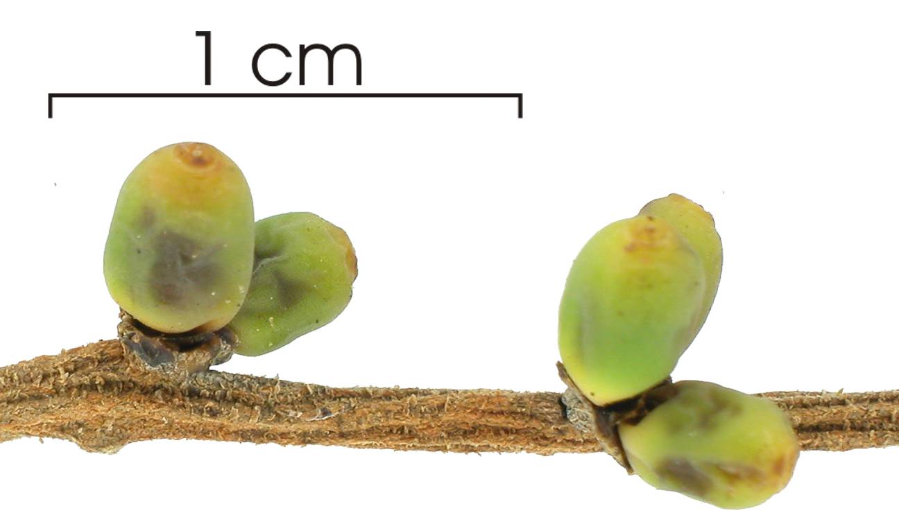 Phthirusa pyrifolia image